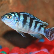 African Cichlid