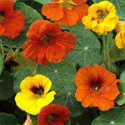 Nasturtiums