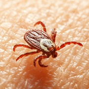 American Dog Tick