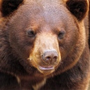 Cinnamon Bear