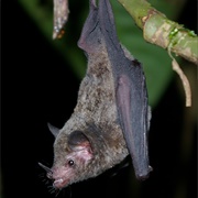 Commissaris's Long-Tongued Bat