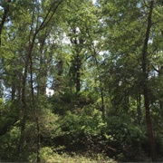 Letchworth-Love Mounds Archaeological State Park