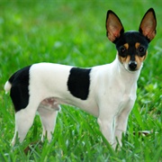 Fox Terrier