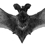 Big-Eared Brown Bat
