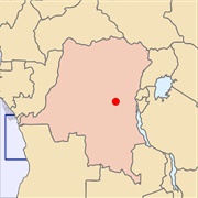 Gallagher's Free-Tailed Bat