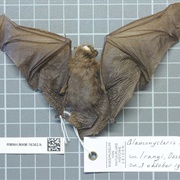 Beatrix's Bat