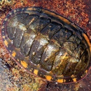 Chiton Shell