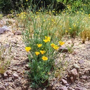 Mexican Gold Poppy