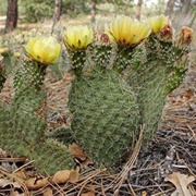 Prickly Pear Cactus