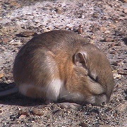 Chisel-Toothed Kangaroo Rat