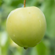 Rhode Island Greening Apple