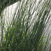 Basket Rush (Juncus Textilis)
