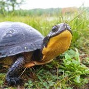 Blanding Turtle