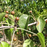 Birchleaf Pear (Pyrus Betulifolia)