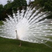 White Peacock