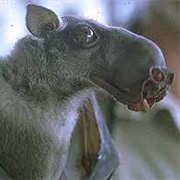 Hammer-Headed Fruit Bat