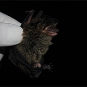 Southern Big-Eared Brown Bat