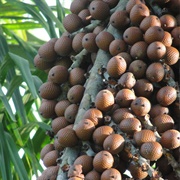 Moriche Palm (Mauritia Flexuosa)