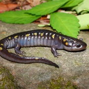 Mole Salamander