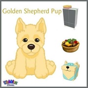 Golden Shepherd Pup