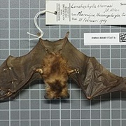 Thomas&#39;s Nectar Bat