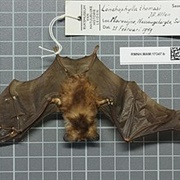 Thomas's Nectar Bat