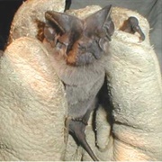 Pocketed Free-Tailed Bat