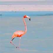 Flamingo Spotten in Punta Mosquito