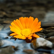 Skip Rocks at a Pond