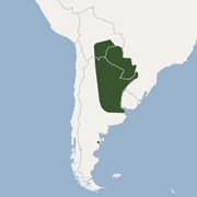 Patagonian Bonneted Bat