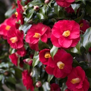 Camellia
