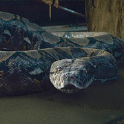 Nagini (Harry Potter)