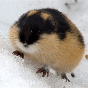 Arctic Lemming