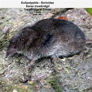 Trowbridge's Shrew