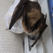 Long-Eared Myotis