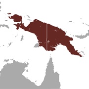 Steadfast Tube-Nosed Fruit Bat