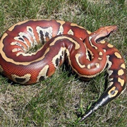 Blood Python