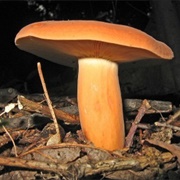 Weeping Milk Cap