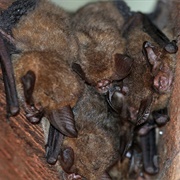 Eastern Long-Eared Bat