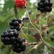 American Blackberry