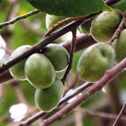 Ceylon-Olive (Elaeocarpus Serratus)