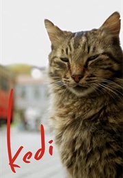 Kedi (2016)
