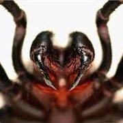Most Venomous Spider Sydney Funnel Web Spider