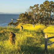 Point Pinole Regional Shoreline