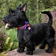 Scottish Terrier
