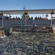 Macauley Salmon Hatchery