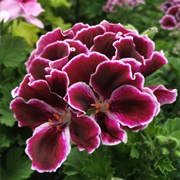 Geranium