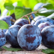European Plum (Prunus Domestica)