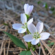 Lanceleaf Springbeauty (Claytonia Lanceolata)