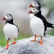 Take a Puffin Cruise